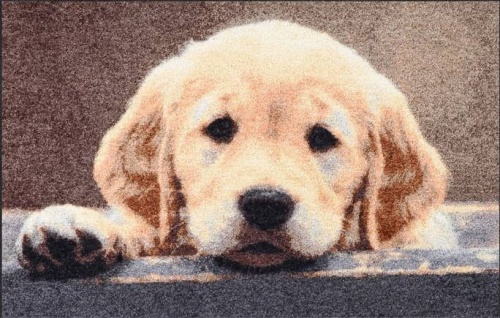 Коврик Kleen-Tex-E NOSY DOG 1863 - 50х75 Артикул: 77506 Silk-Dreams